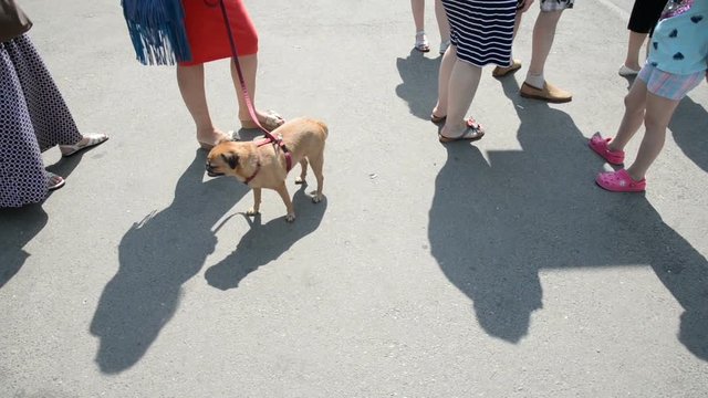 The queue of people. A woman is holding a Gryphon dog on a leash