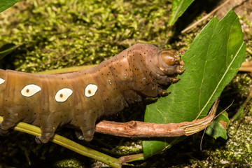 Pandora Sphinx Moth Larva