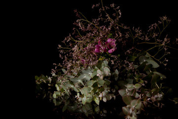 ramo de flores sobre fondo negro © nora