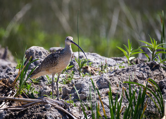 Long Billed Curlew