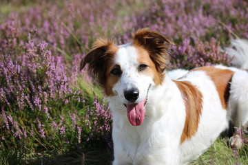 Leila im Sonnenschein der Heide