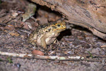 Sapo-cururu (Rhinella crucifer) | Toad photographed in Linhares, Espírito Santo - Southeast of Brazil. Atlantic Forest Biome.