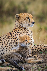 Mother Cheetah and Cub - obrazy, fototapety, plakaty