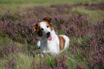 Hundeblick
