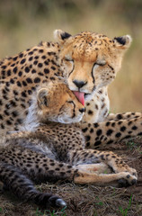 Mother Cheetah and Cub