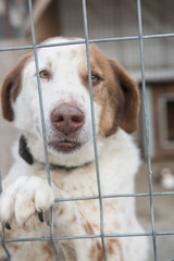 portrait of  dog puppy shelter adopt don't shop cub pup love nose