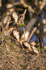 Anu-branco (Guira guira) | Guira Cuckoo photographed in Linhares, Esp&iacute;rito Santo - Southeast of Brazil. Atlantic Forest Biome.