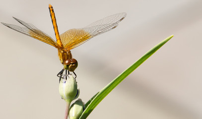 Dragonfly perched on flower bud, tight cropping
