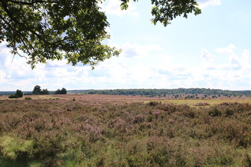Obraz premium Blühende Heidelandschaft