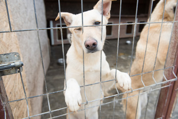 portrait of  dog puppy shelter adopt don't shop cub pup love nose
