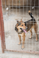 portrait of  dog puppy shelter adopt don't shop cub pup love nose