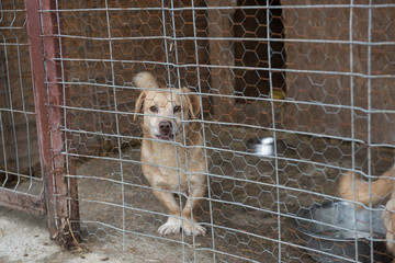 portrait of  dog puppy shelter adopt don't shop cub pup love nose