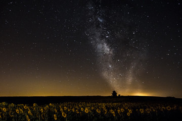 Via lacteal sobre girasoles