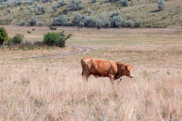 The calf brown is grazed.