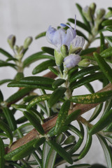 Rosemary in Flower