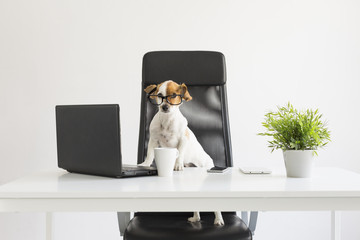cute happy young dog working on laptop at the office. pets indoors. Table with mobile phone, tablet and a plant