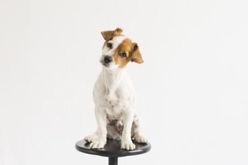 cute small young dog sitting on a black stool over white background and looking at the camera. pets indoors