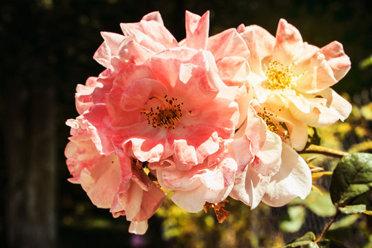 Pink flower in Monet's Garden - Giverny, France