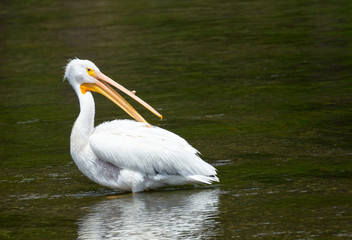 White Pelican