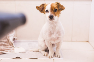 cute lovely small dog getting dried with hairdryer in the bathroom. Home. Indoors.