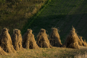 Chochoły © piotrwolak