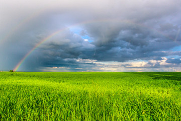 double rainbow in the blue cloudy dramatic sky over green field and a forest illuminated by the sun...