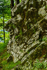 Bemooster Felsen im Wald