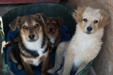 portrait of  dog puppy shelter adopt don't shop cub pup love nose