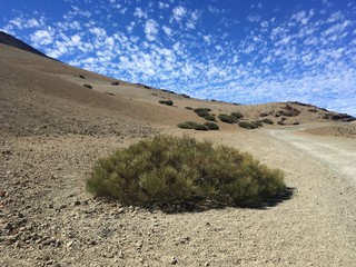 Teide Busch