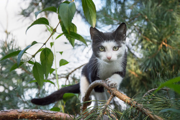 Beautiful black and white cat hunting birds up on a tree - looking straight in your eyes