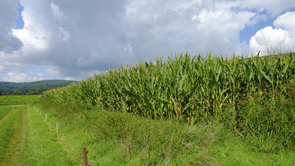 Fototapeta na wymiar Agricultural field with corn.