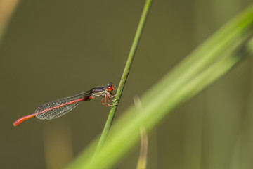 Libellules du marais de Montfort - Grésivaudan - Isère.