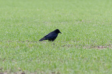 Carrion Crow (Corvus corone)