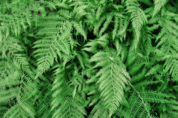 Big ferns leaves like a background and texture