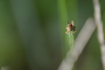 Insecte du marais de Montfort - Grésivaudan - Isère.
