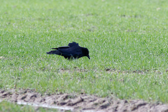 Carrion Crow (Corvus corone)