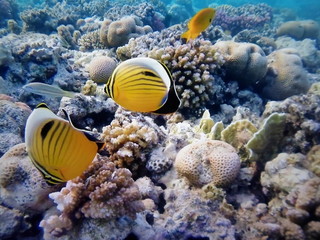 Fototapeta na wymiar coralli del mar rosso barriera corallina con pesciolini gialli neri