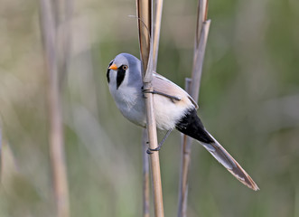 A Male bearded tit on the reed close up view.