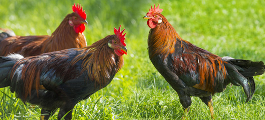 roosters in the garden on a farm - free breeding