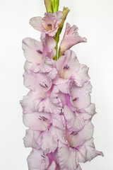 Single pink gladiolus flower with water drops close up