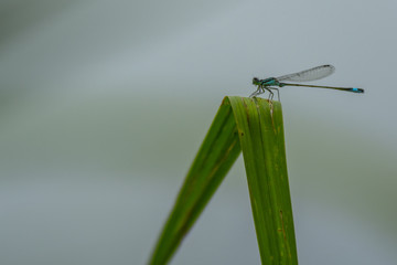 Libellules du marais de Montfort - Grésivaudan - Isère.