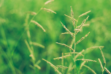 The grass in the forest is sunlight exposure