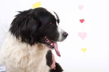 portrait of  dog puppy shelter adopt don't shop cub pup love nose
