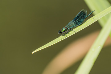 Libellules du marais de Montfort - Grésivaudan - Isère.