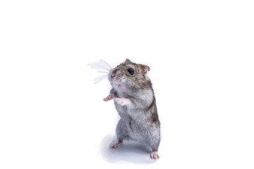 Small domestic hamster isolated on white background.