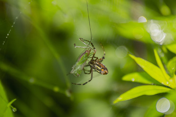 Araignée du Marais de Montfort - Grésivaudan - Isère.