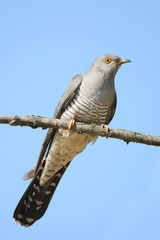 Common cuckoo on the branch