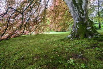 Obraz premium Trees in Spring