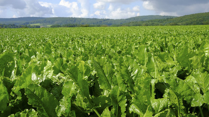 Agricultural field with sugar beet plants.