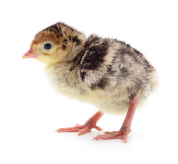 Chicken turkey isolated